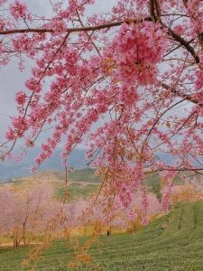 Eva_Meo Do you want to go with me? It's really beautiful. Fotka