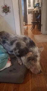 LaloSalamanca69 Public Immagine  4