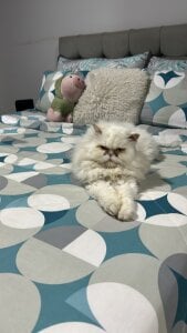 RachelWeisz_My pets Bild 8