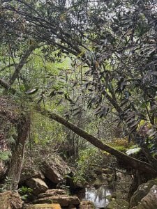 Timmyshy_ Nature Pic 5