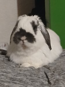 Wonderland97 Public Pic 4