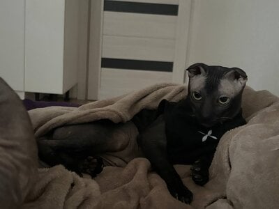 selina_coy my cats🐾😇💗 Pic 3