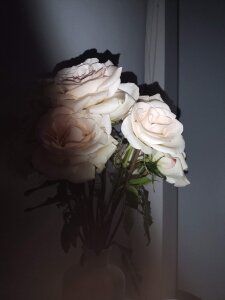 Sherezade_