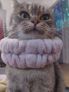 MelissaMays meaww Immagine 