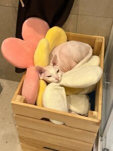 MerlinMeyer 💌💌💌 Pic 2