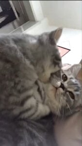 SPOTSCAMEL 個人的癒し写真・画像 Bilde 7