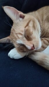 AussieKittyPurr Public Pic