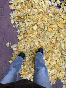tao-Ch-Icupのお散歩🍁🍂の枚の写真