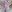 KylieConodexplicit照片 6