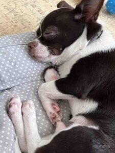 HaleySun Charlie Pic