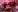AURORA_FRANKLIN flowers and me Pic 9