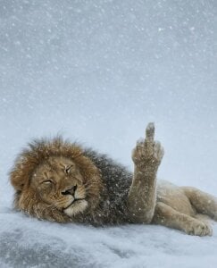 XxxArabicFuckBoy: Lion 🦁 ( 4 фото)