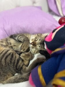 SweetAhri A little gift for everyone, and don't be hateful and follow me 🤣🌟 . fénykép