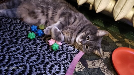 my cat 🥰🐈 de swett_girll  5 Imagens