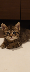 KANNA-xxx 愛猫 圖片 3