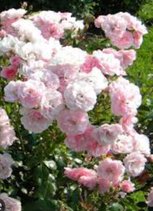 Audrey_Aura ROSES Hình 3