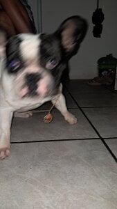 gostoso2321 Boxee Pic 4