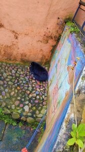 Gabosex18 Animales Poză 9