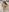 L1ittle_kitty_Suck your dick照片 2