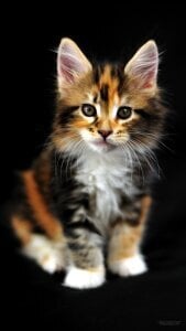 Audrey_Aura KISA Hình 7