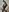 miatemptress69 Mix. Vol. 2 Fanclub (Hasi) Pic