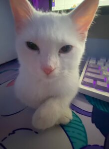 NovaEva_ My cutties cat Asya :3 Foto 2