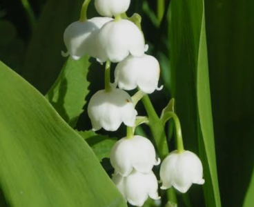 Audrey_Aura LILY OF THE LILY MY FAVORITE FLOWERS Hình 4