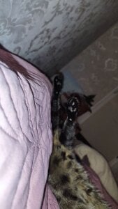 VandaRossi My favorite Splyushka😻 Splyushka will be glad of your financial support♥ 사진