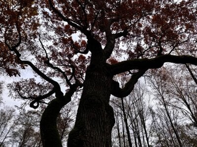 AlexFH Just walking along the eco trail зображення 3