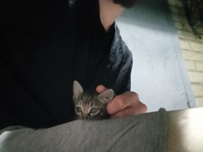 KaelNox Me and cat Εικόνα