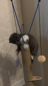 AliceBrayan angelic babyyyyy😍😍😍 รูป  3