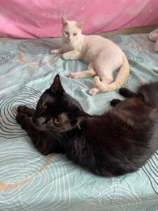 HaruRose_ Public Bilde 5