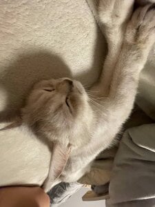 LisaSmiths meow meow meow Pic 4