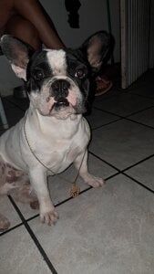 gostoso2321 Boxee Pic