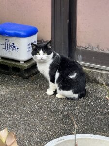 hachunemiku とあるお店のお猫様。 зображення
