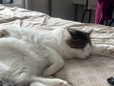 CindyMill My kitty 사진