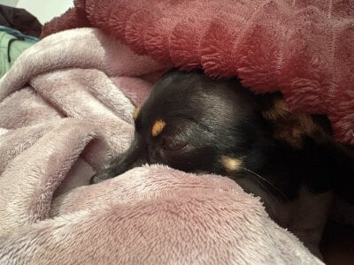 Zdjęcia 2Angela_ Pet Atlas 🐶:  2