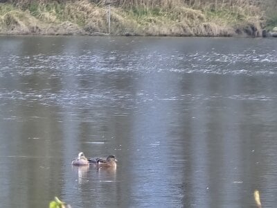 gastiikno1Public图片