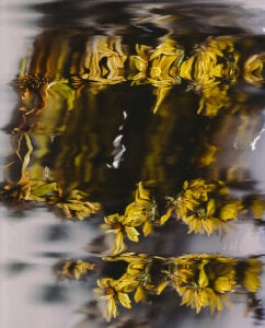 sorry-mom69 the history of flowers Pic 3