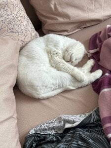 tyler_8x my cats Foto 6