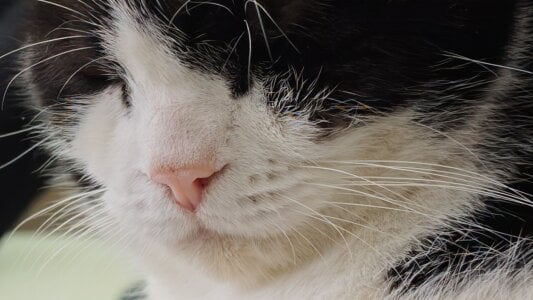 RedDadd86 Frame Fotka