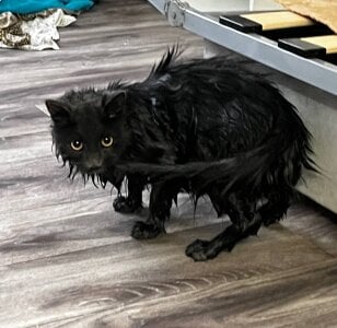 babyyullii my pets, I love my cats Kuva 7