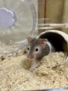 Hiyori_roripop_chのPublicの 3枚の写真