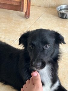 DakothaHyland_ My puppy Foto