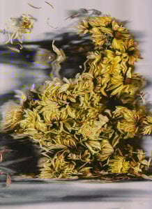 sorry-mom69 the history of flowers Pic 4