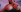 Chiqui_milk_ tetas Pic