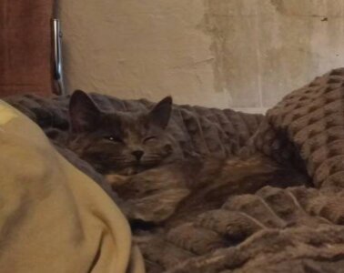 shark_attack52 Sifa's bigdata Pic