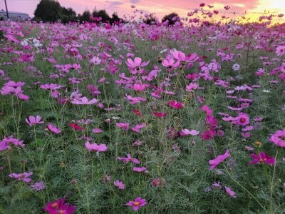 Ryo-j コスモス🌸Flower slika 4