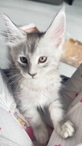 Lana__May everyone loves cats Pic