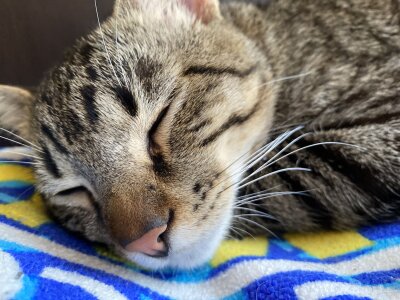 Molly_Radley kullanıcısının The king Tigger 😍🥰 albümü -  7 fotoğraf